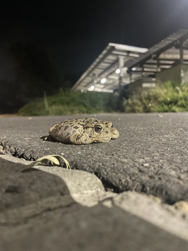 Western Toad photographed in California
