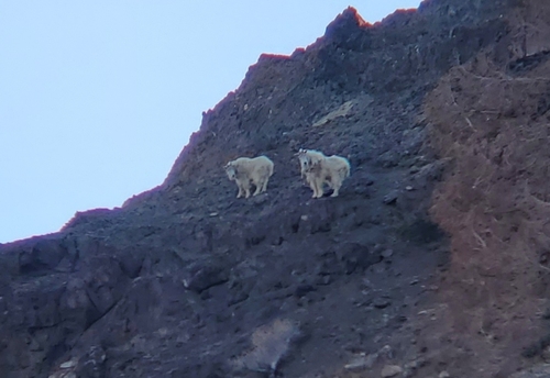 Mountain Goat photographed in Idaho