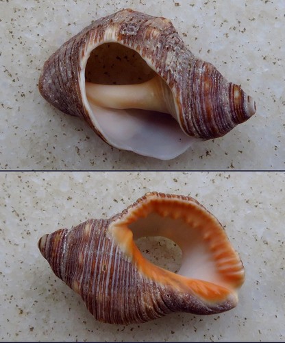 Stramonita biserialis