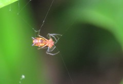 Micrathena funebris