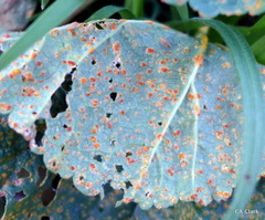 Puccinia malvacearum