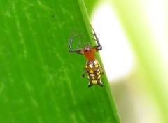 Micrathena funebris