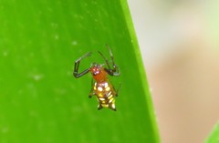 Micrathena funebris