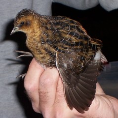 Coturnicops noveboracensis