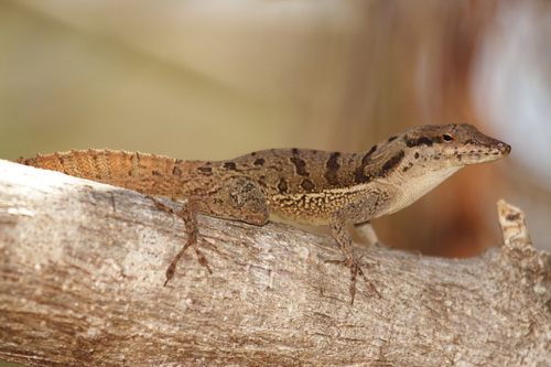 Mona Anole
