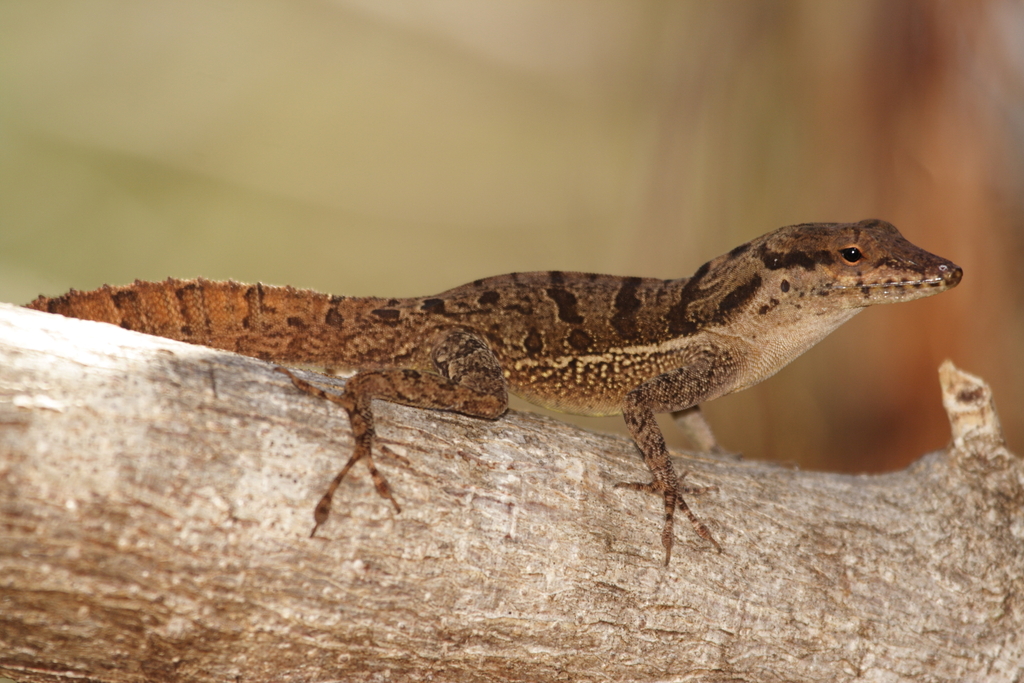 Mona Anole