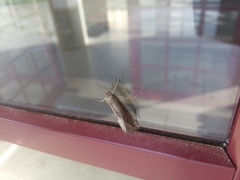 Compsoptera opacaria