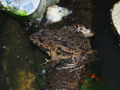 Crab-Eating Frog photo 4