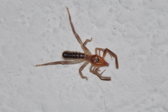 Ammotrechidae