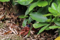 Porphyrio hochstetteri