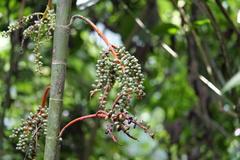 Chamaedorea tepejilote image