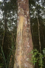 Agathis dammara