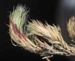 Selaginella hansenii