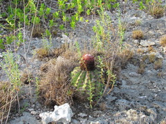 Melocactus