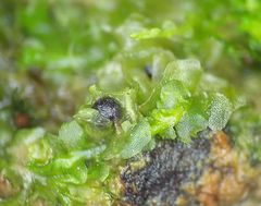 Fossombronia wondraczekii