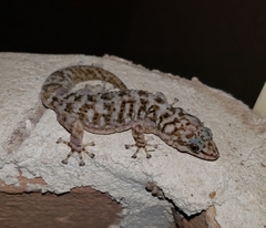 Phyllodactylus tuberculosus