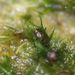 Ephemerum serratum - Photo (c) George Greiff,  זכויות יוצרים חלקיות (CC BY-NC), הועלה על ידי George Greiff