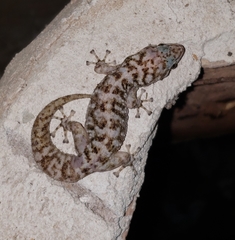 Phyllodactylus tuberculosus