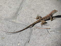 Anolis lineatus