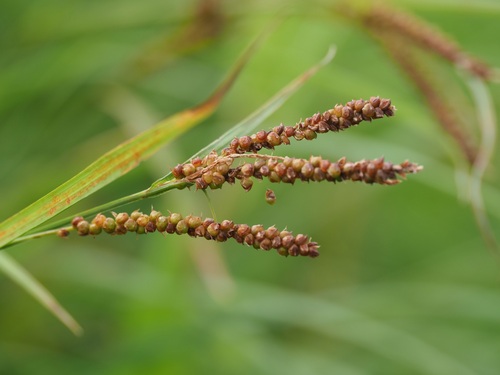 Carex aequialta iNat (3)