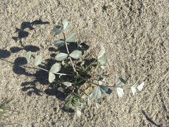 Astragalus lentiginosus borreganus