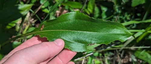 Image of Echinacea laevigata by (c) Sam Taylor, some rights reserved (CC BY)