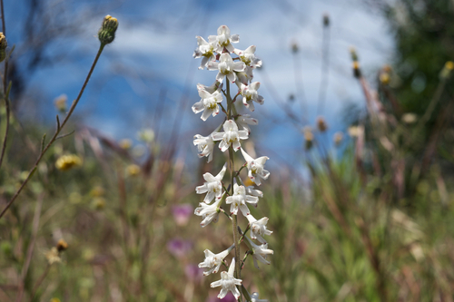 Delphinium hansenii ssp. hansenii