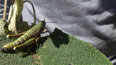 Agesander ruficornis