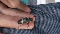 Ozodera callidioides