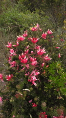 Bejaria resinosa