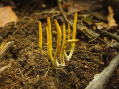 Clavulinopsis helvola