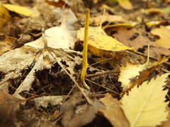 Clavulinopsis helvola