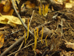 Clavulinopsis helvola