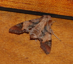 Temnora pylas