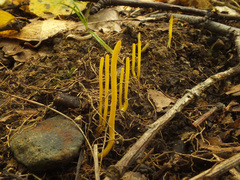 Clavulinopsis helvola