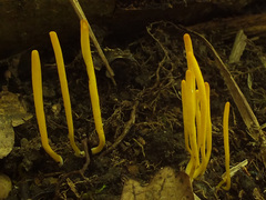 Clavulinopsis helvola