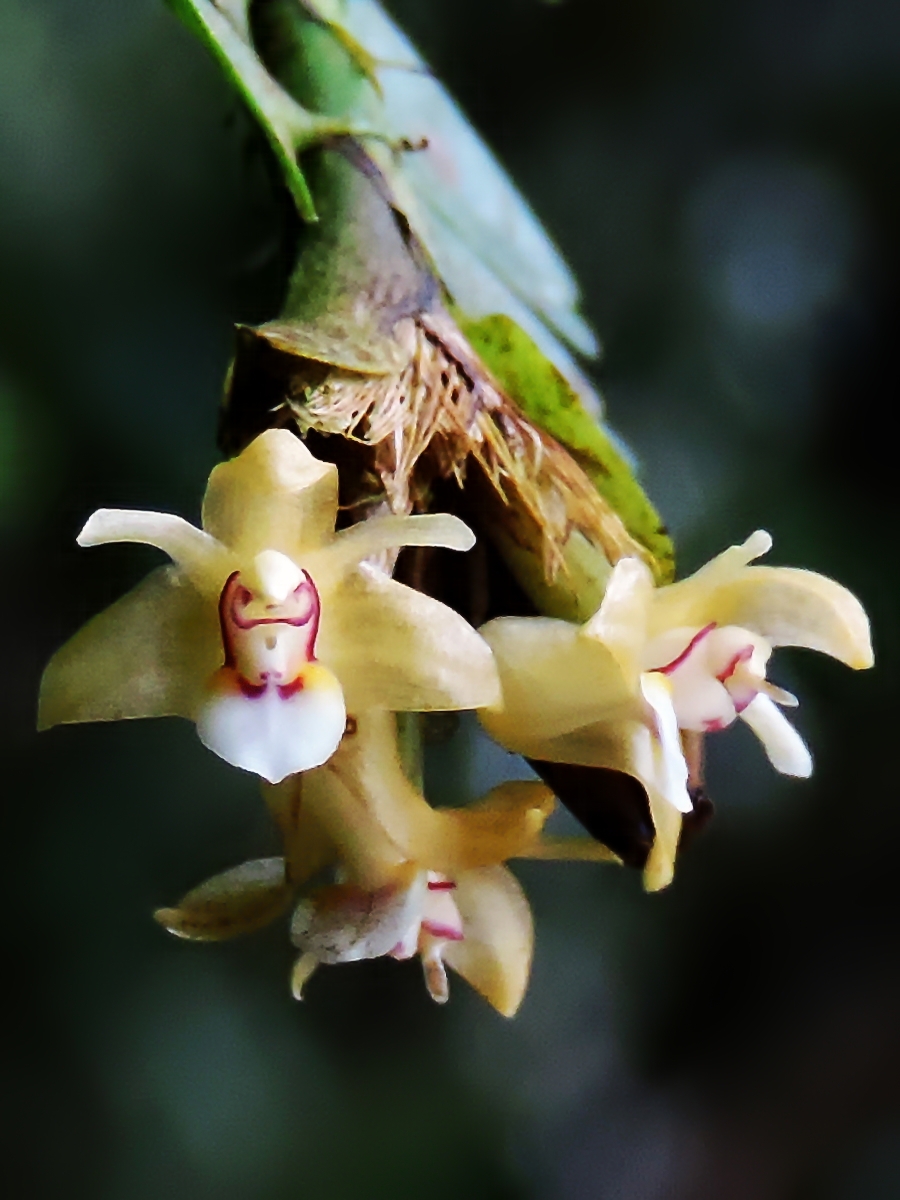 Agrostophyllum