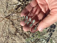 Astragalus lentiginosus borreganus