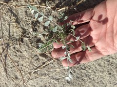 Astragalus lentiginosus borreganus