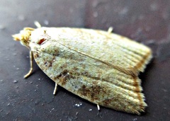 Aleimma loeflingiana