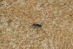 Calomera mindanaoensis