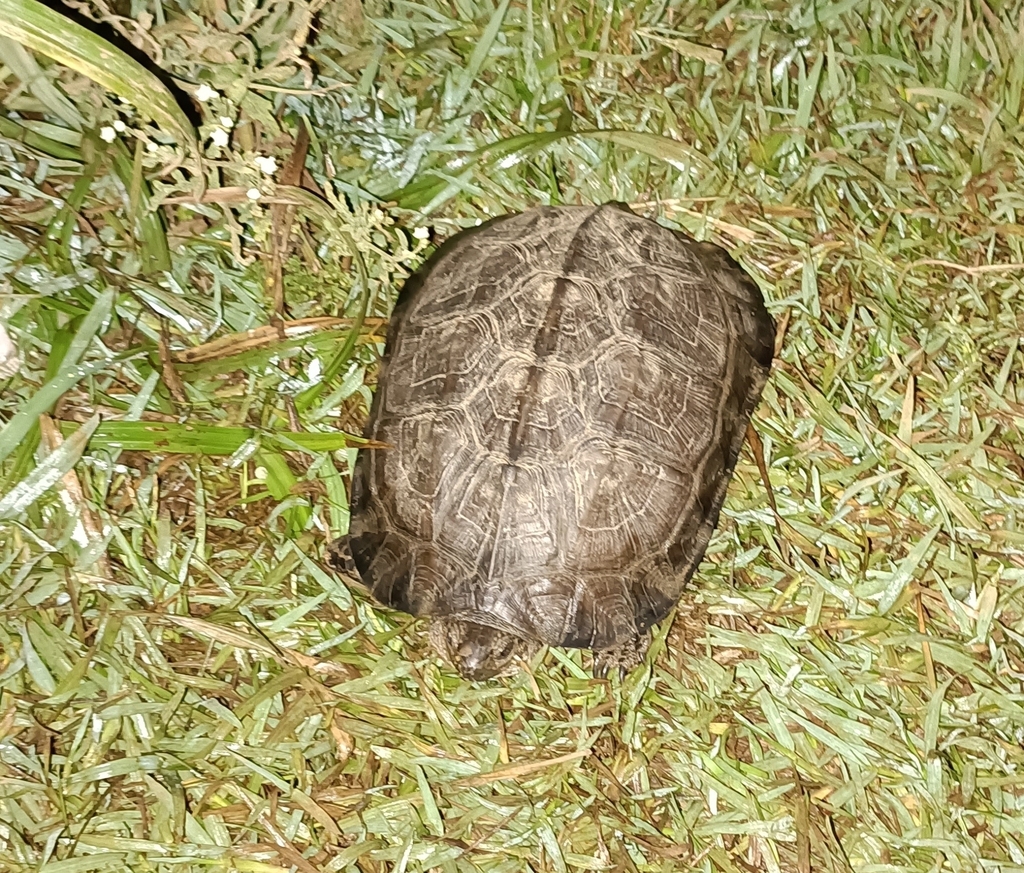 Indian Black Turtle in June 2023 by Chinmay Pathak · iNaturalist