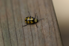 Diabrotica morosa