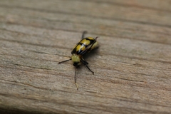 Diabrotica morosa