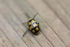 Diabrotica morosa