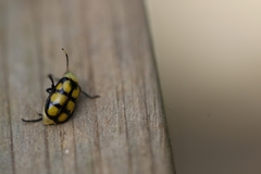 Diabrotica morosa