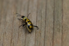 Diabrotica morosa