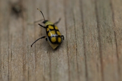 Diabrotica morosa