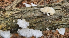 Poronidulus conchifer image