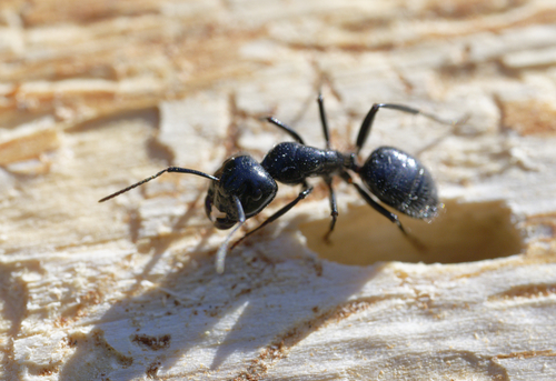 iNaturalist observation photo of Hairy Smooth Carpenter Ant